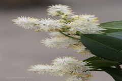 Symplocos sumuntia